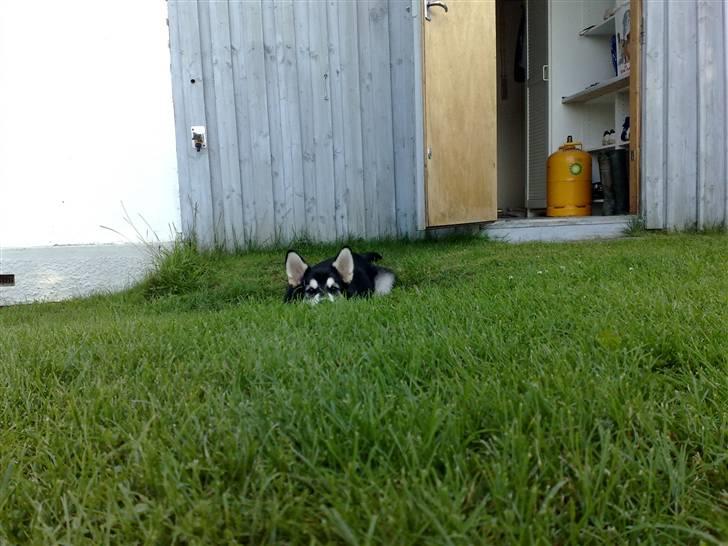 Alaskan malamute Sika billede 7
