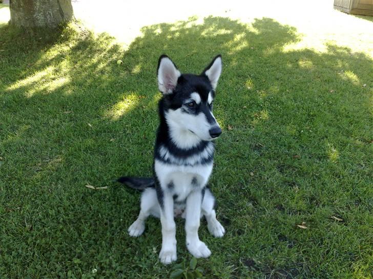 Alaskan malamute Sika billede 8