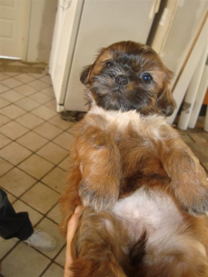 Shih tzu Nala - "jeg har en tyk lille mave" :) billede 1