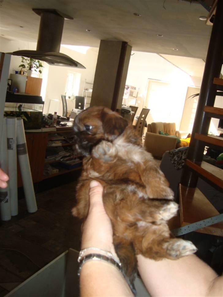 Shih tzu Nala billede 2