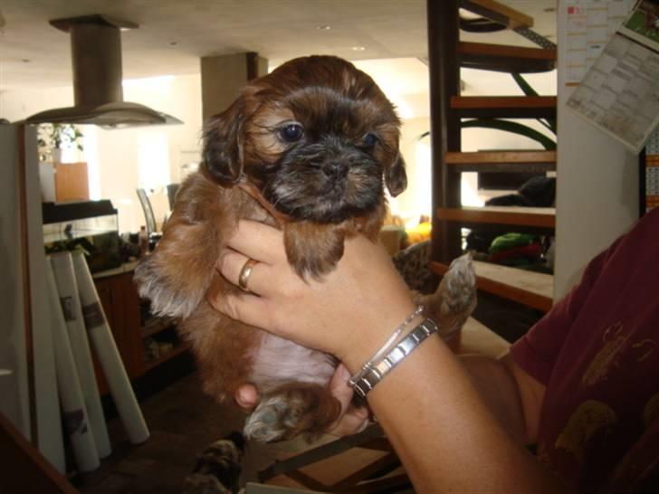 Shih tzu Nala billede 3