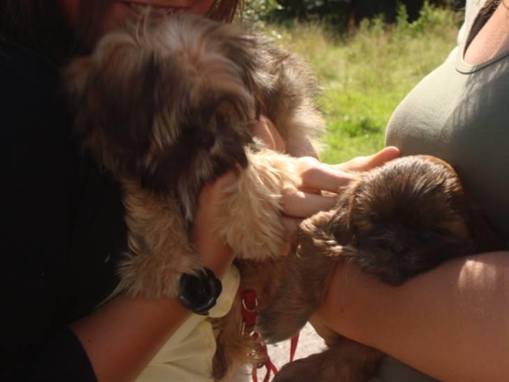Shih tzu Nala - Lille Nala og Plys :) billede 6