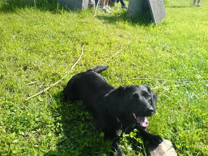 Blanding af racer Daisy - skal vi lege???? billede 10