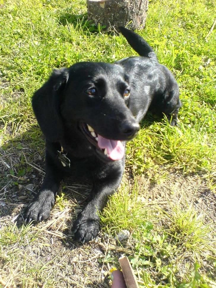 Blanding af racer Daisy billede 11