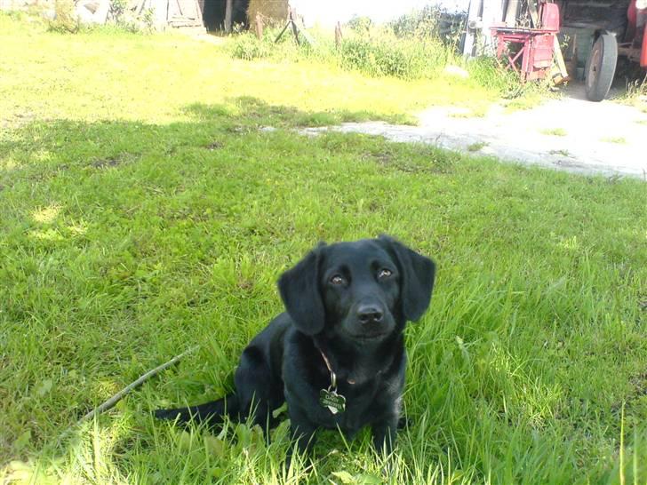 Blanding af racer Daisy billede 12