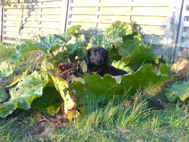 Blanding af racer Daisy billede 13