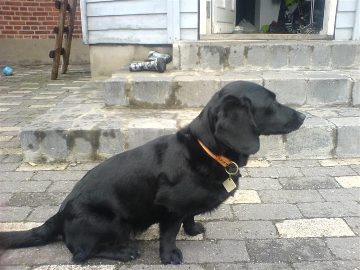 Blanding af racer Daisy billede 14