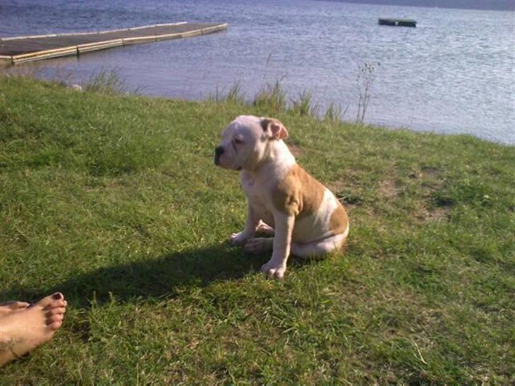 Olde english bulldogge Kecia (R.I.P.) billede 3