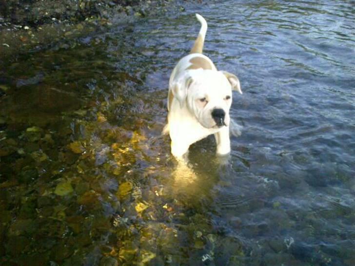 Olde english bulldogge Kecia (R.I.P.) - Det er de eneste billeder hvor jeg kunne nå at fange hende. ;) Fløj rundt! billede 4