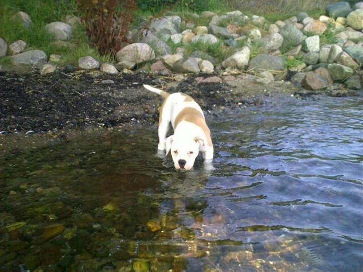 Olde english bulldogge Kecia (R.I.P.) billede 5
