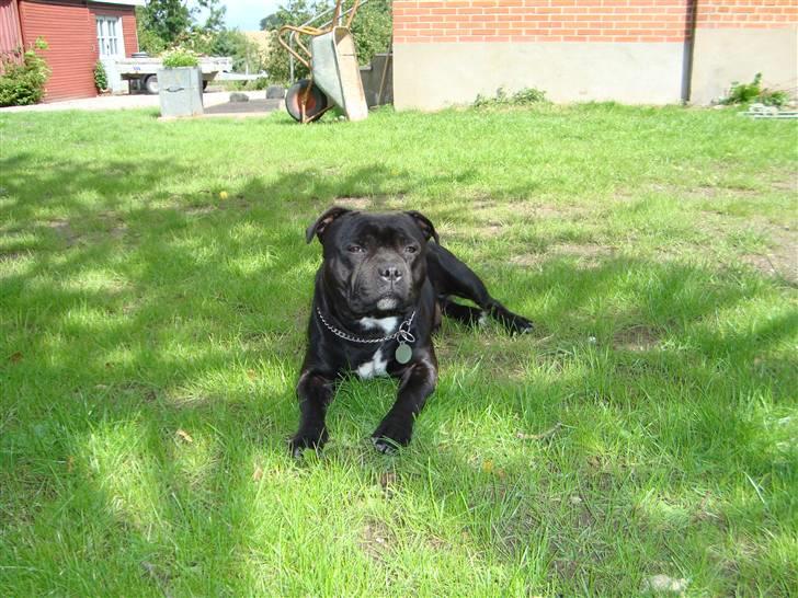 Staffordshire bull terrier Baloo billede 16