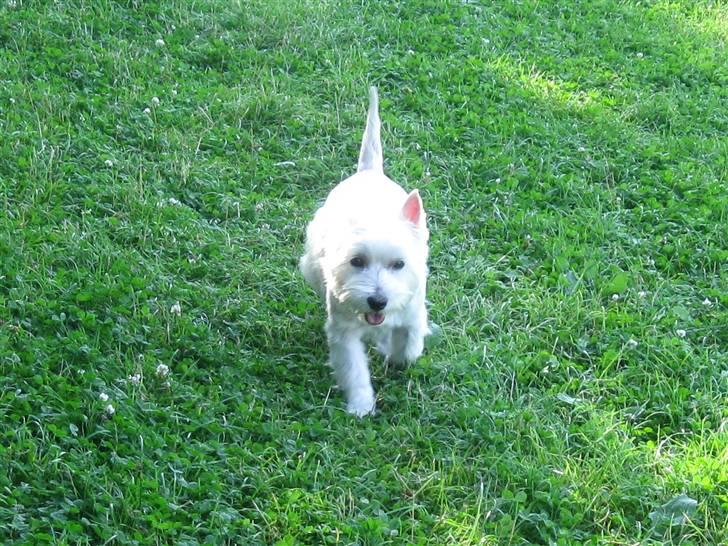 West highland white terrier Miss Sophie - Yay - jeg kommer nu!" billede 4
