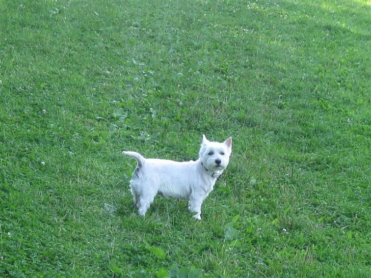 West highland white terrier Miss Sophie - "Er du der stadig mor?" billede 5