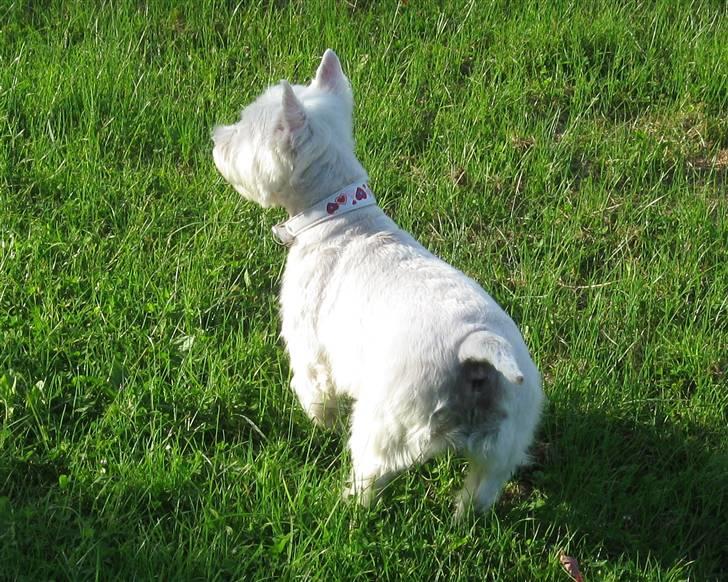 West highland white terrier Miss Sophie - "Hov - hvad er det?" billede 6