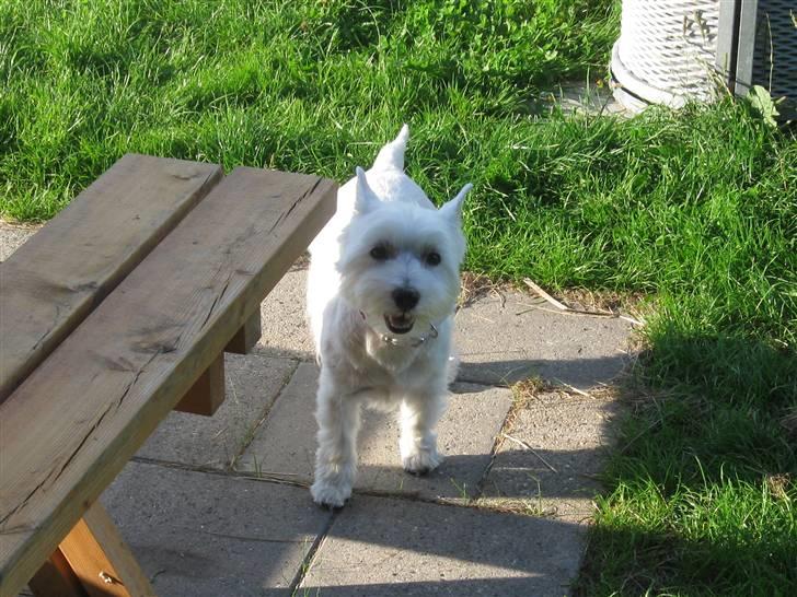 West highland white terrier Miss Sophie - "Her er jeg så forpustet efter at have løbet rundt som en gal" billede 7