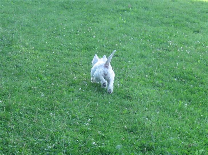 West highland white terrier Miss Sophie - "Her prøver jeg VIRKELIG at løbe stærkt" billede 8