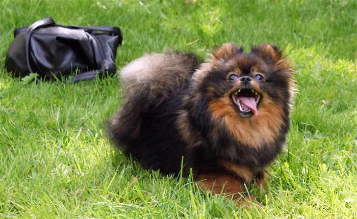 Pomeranian Echo billede 1