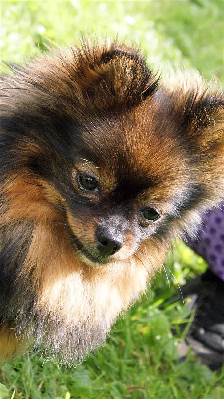 Pomeranian Echo billede 2