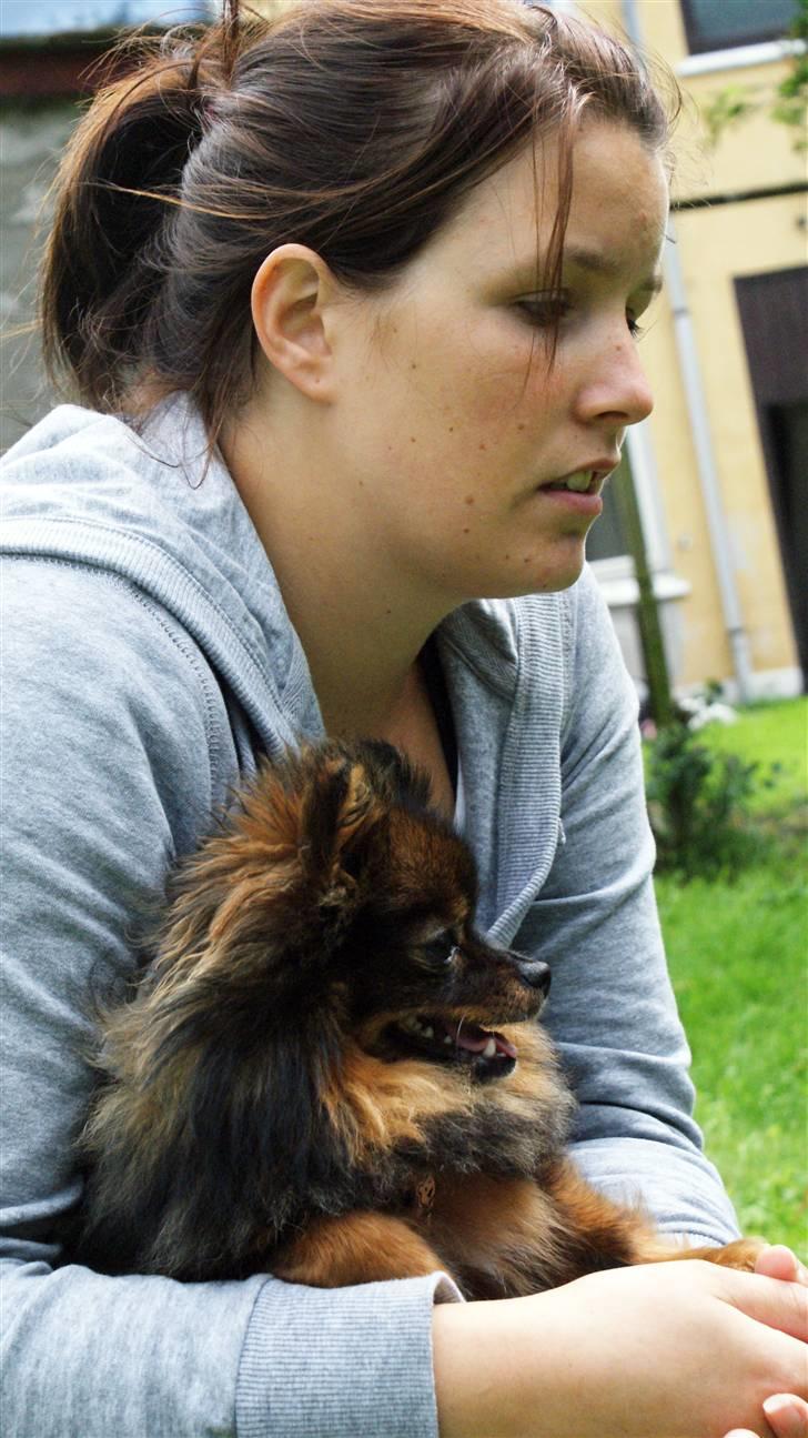 Pomeranian Echo billede 3