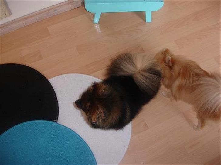 Pomeranian Echo billede 4