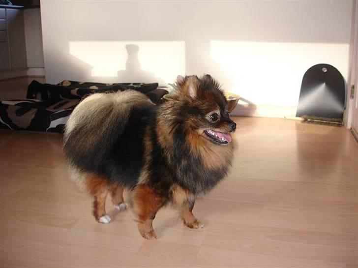 Pomeranian Echo billede 5