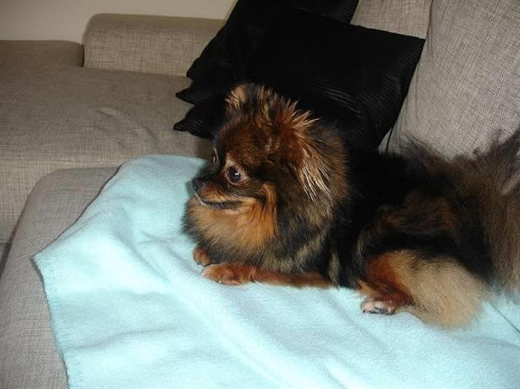 Pomeranian Echo billede 6