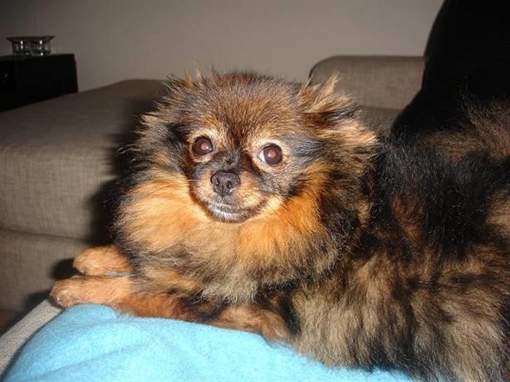 Pomeranian Echo billede 7