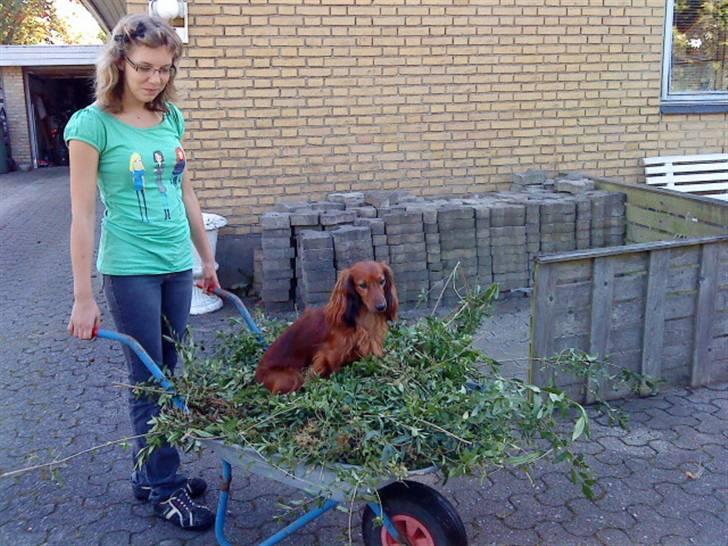 Gravhund Basse - Basse gav en hånd med i haven eller??? ihvertfald nød han køreturen billede 11