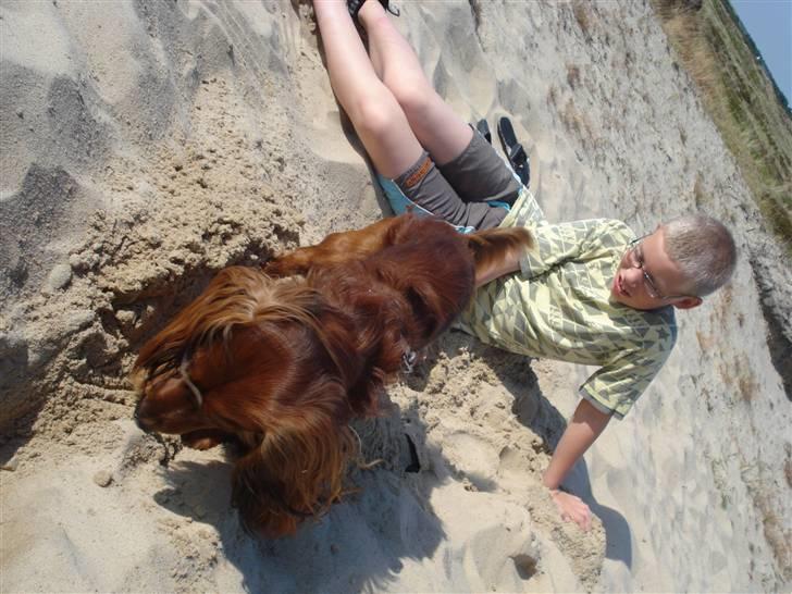 Gravhund Basse - Basse der graver efter mus..... tror han! billede 12