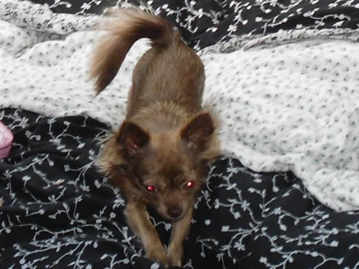 Chihuahua Bailey billede 2