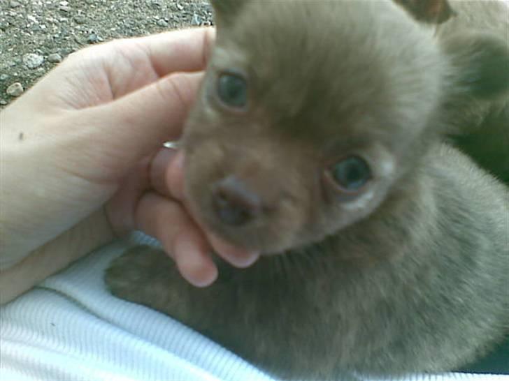 Chihuahua Bailey billede 3