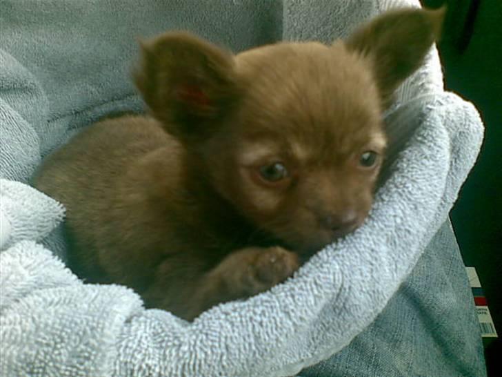 Chihuahua Bailey billede 4