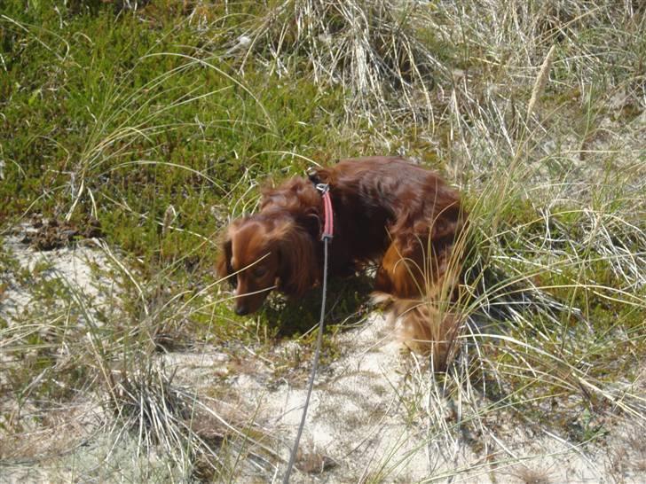 Gravhund Basse billede 13