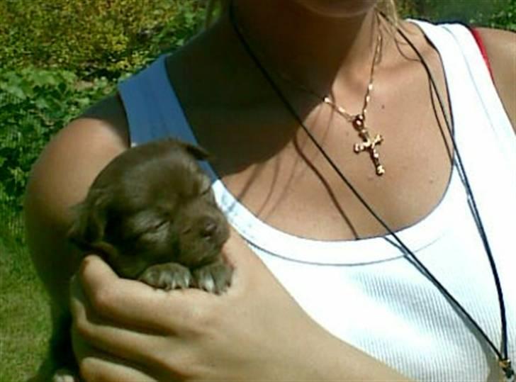 Chihuahua Bailey billede 5