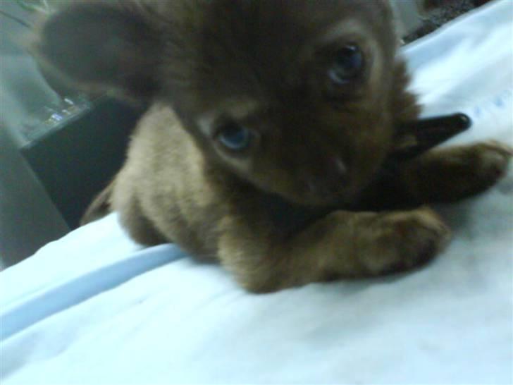 Chihuahua Bailey billede 6