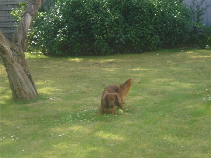 Gravhund Basse - Ikke flere Bileder nu skal der alså leges!! billede 14