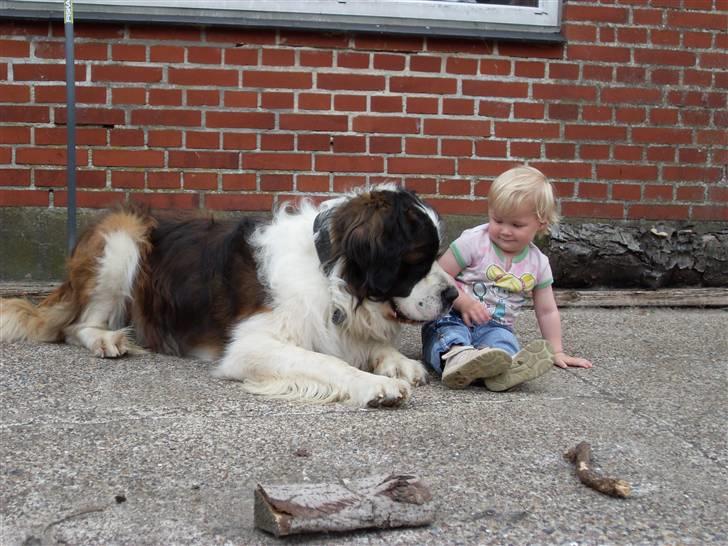 Sankt bernhardshund Bernhard  billede 15