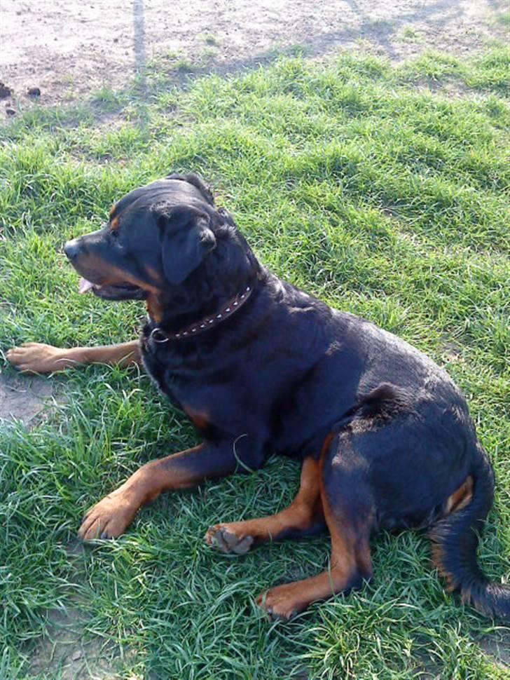 Rottweiler hubert - dejlige hubert billede 1