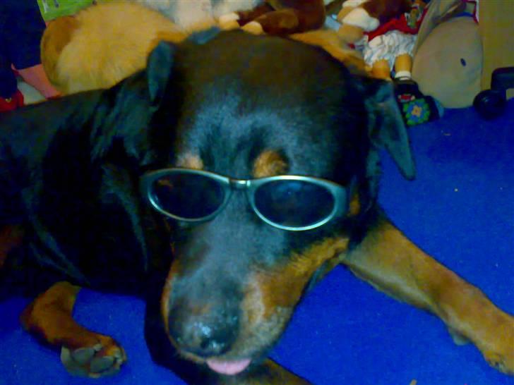 Rottweiler hubert - han er cool hva´ billede 2