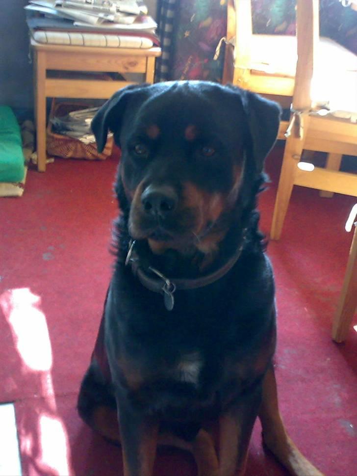 Rottweiler hubert - smukke hubber. billede 3