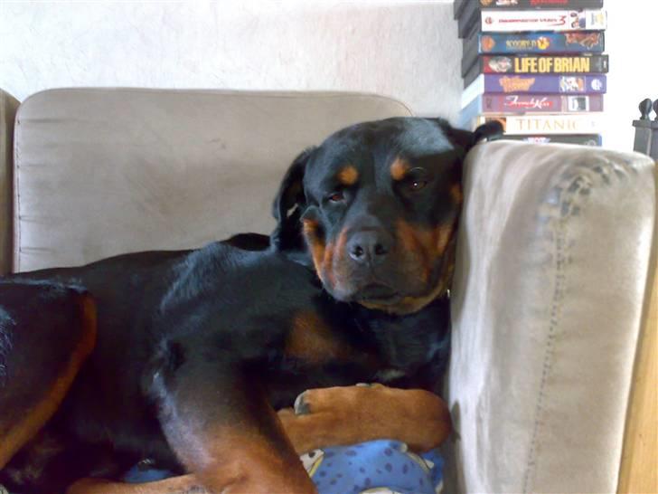 Rottweiler hubert - hubber ta´r en slapper. billede 4