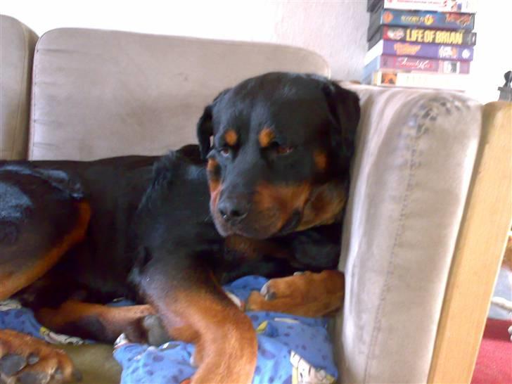 Rottweiler hubert - hehe billede 5