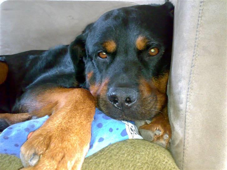 Rottweiler hubert - halløj du... billede 7