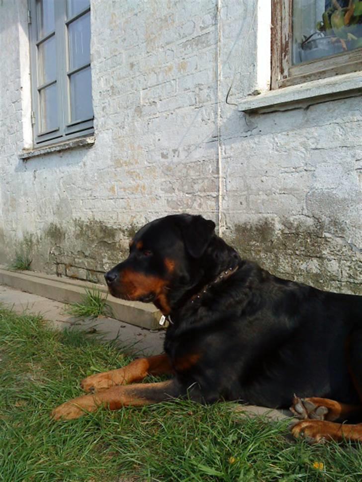 Rottweiler hubert - hubber igen billede 9