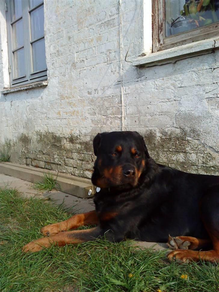 Rottweiler hubert - og igen billede 10