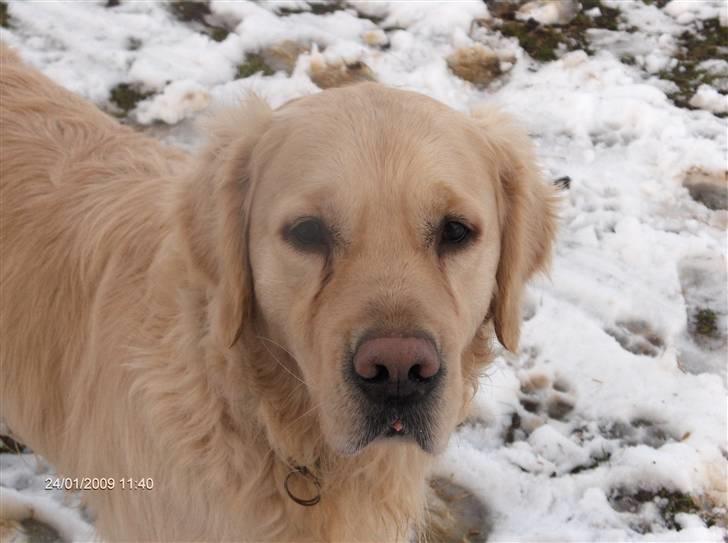 Golden retriever simba <3 (himmel hund) billede 15