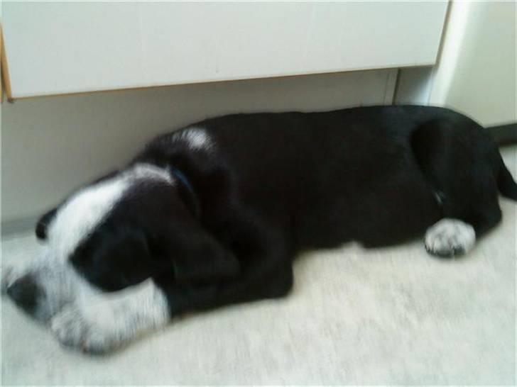 Blanding af racer Bernard billede 2