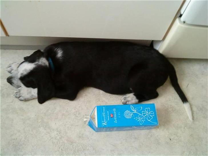 Blanding af racer Bernard - ret stor ;) billede 3