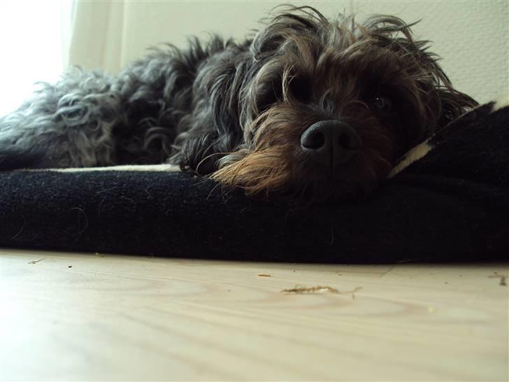 Griffon belge Futte - Velkommen til Futtes profil ;] Stem gerne. / foto.: Lea Rasander - 22/9 2009 billede 1