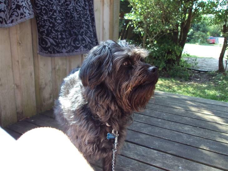 Griffon belge Futte billede 2